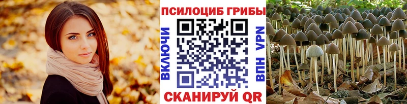 Купить закладки  Ростов-на-Дону  Галлюциногенные грибы Psilocybine cubensis